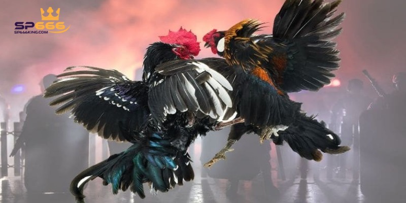 Mỗi trận đấu là một cuộc chiến gay cấn giữa các chiến kê.