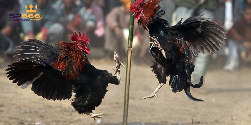 Gà Peru nổi bật với khả năng chịu đòn và tốc độ đá ấn tượng.