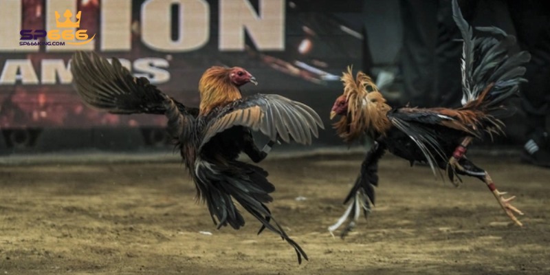 Nắm bắt bí kíp để thu tiền đầy túi.