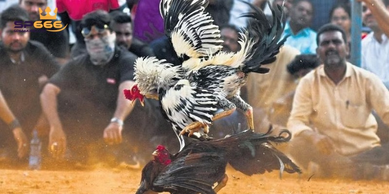 Giới thiệu đôi nét về sảnh Đá gà SP666