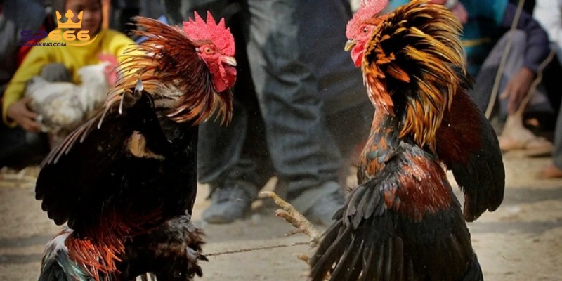 Đá gà nòi là một hình thức đá gà truyền thống rất hấp dẫn