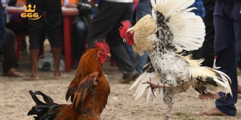 Danh sách các nhà cung cấp tại Đá gà SP666