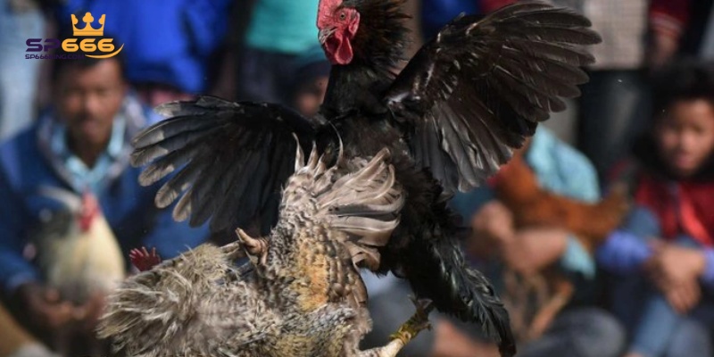 Đá gà cựa sắt tạo cảm giác hồi hộp và có sức hút đặc biệt