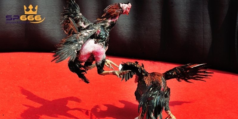 Thông tin tổng quan về đá gà trực tiếp C1