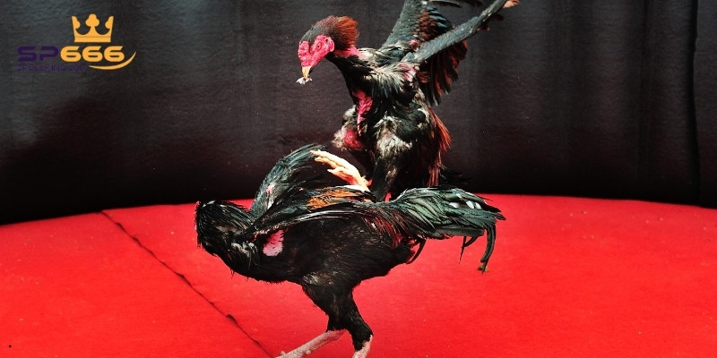 Luật chơi đá gà tại SP666