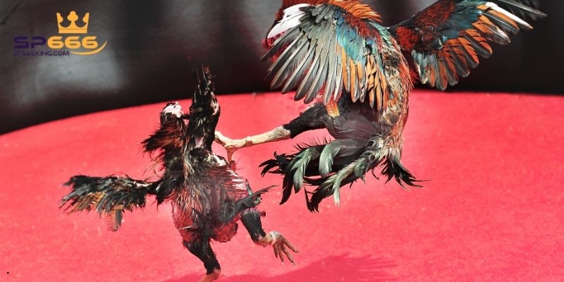 Tìm hiểu những thông tin tổng quan về đá gà trực tiếp C2