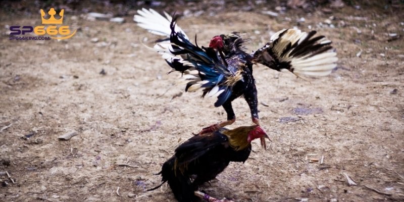 3 hình thức đá gà trực tiếp phổ biến hiện nay