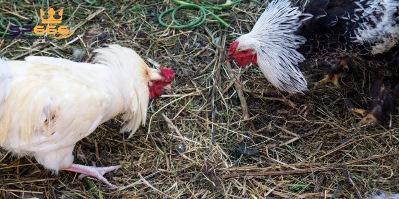 Lý do đá gà trực tuyến được nhiều người lựa chọn